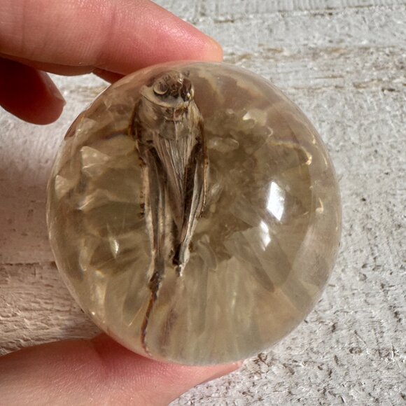 Vintage Lucite Acrylic Paperweight Decor with White Strawflower and Real Bug - Picture 6 of 10